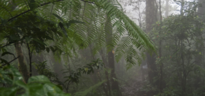 Netflix Goes Hunting for a New Creature Feature With “CANOPY”
